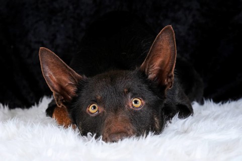 Australian Kelpie
