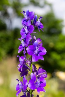 Larkspur (Consolida)