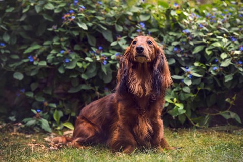 Long-haired dachshund (Canis lupus familiaris) sitting in front of bushes