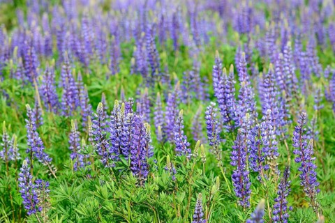 Purple flowering Lupins (Lupinus)