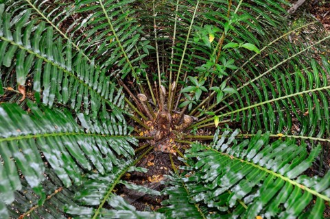 Fern