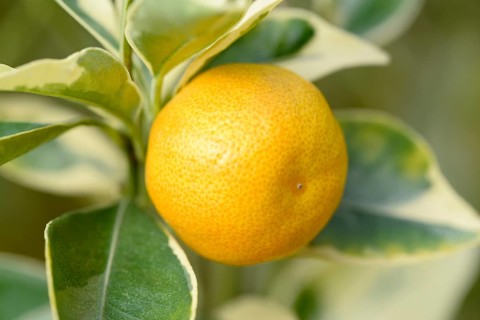 Limequat (Fortunella margarita variegata)