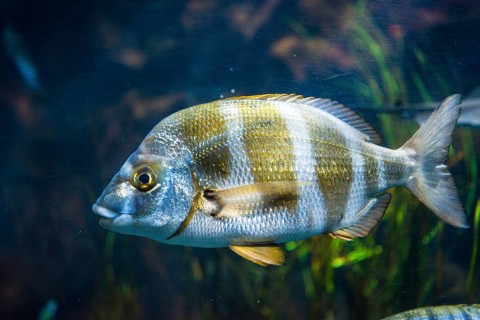 Zebra seabream (Diplodus cervinus) in an aquarium