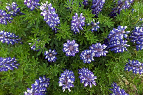 Blue Nootka lupins (Lupinus nootkatensis)