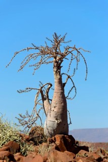 Bottle tree (Pachypodium lealii) in the desert