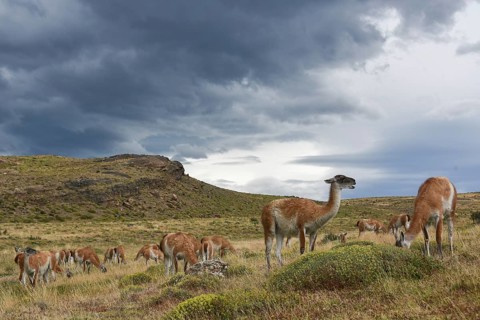 Guanacos (Lama guanicoe) after rain