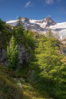 European larches (Larix decidua) and Swiss pines (Pinus cembra) at the tree line