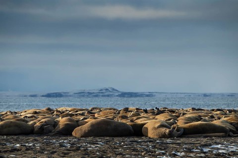 Walruses (Odobenus rosmarus)