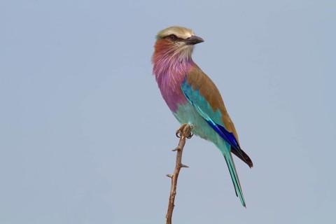 Lilac-breasted roller (Coracias caudatus) sits on branch