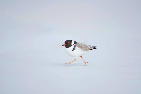 Hooded dotterel (Thinornis cucullatus) running on beach