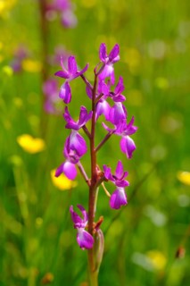 Lax-flowered orchid (Anacamptis laxiflora)