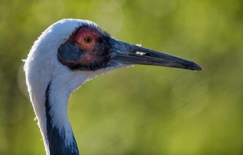 White-naped crane (Grus vipio) portrait