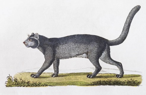 Jaguarundi (Felis Yaguarundi Lacep)