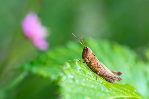 Grasshopper (Chorthippus dorsatus)