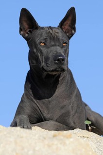Thai Ridgeback