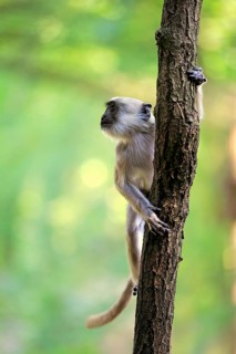 Northern plains gray langur (Semnopithecus entellus)