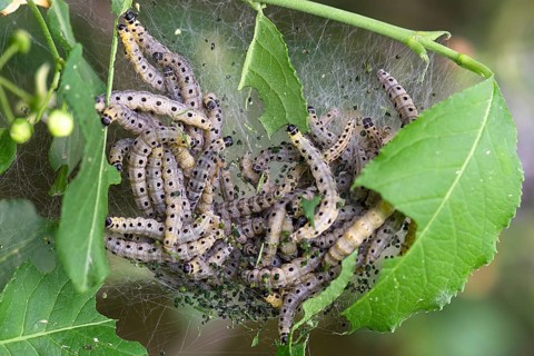 Caterpillars of Orchard Ermines (Yponomeuta padella) spun in one sheet