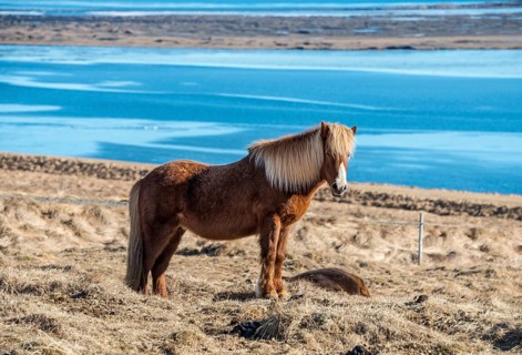 Icelandic horse (Equus przewalskii f. caballus) by the sea