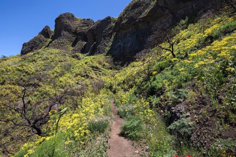 Path through blooming vegetation