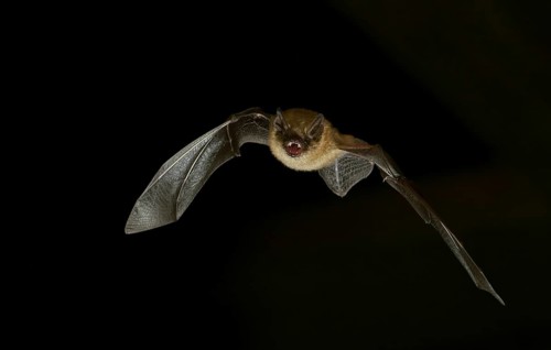 Geoffroy's bat (Myotis emarginatus) in flight at night