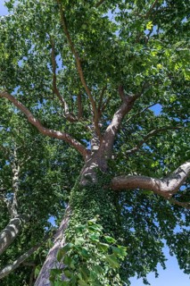 Maple-leaved plane tree (Platanus x hispanica)