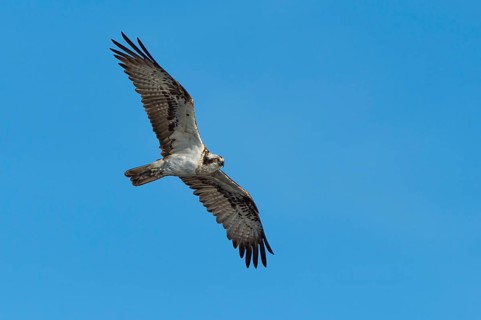 Osprey (Pandion haliaetus) in flight
