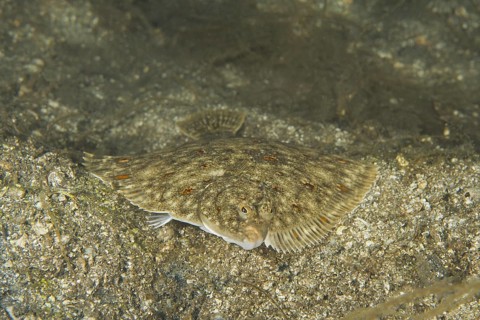 European plaice (Pleuronectes platessa) on sand