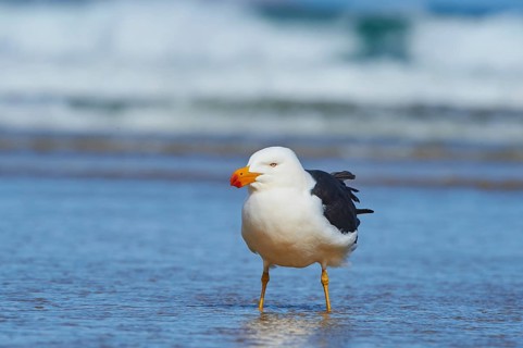 Pacific Gull (Larus pacificus) standing in water