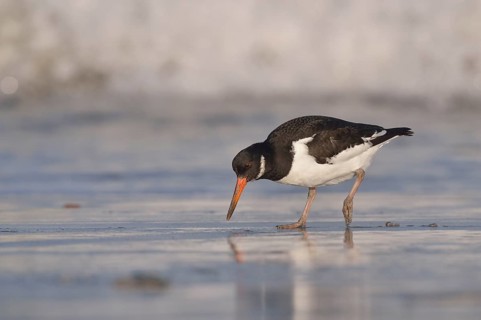 Eurasian oystercatcher (Haematopus ostralegus) at the rinsing seam in search of food