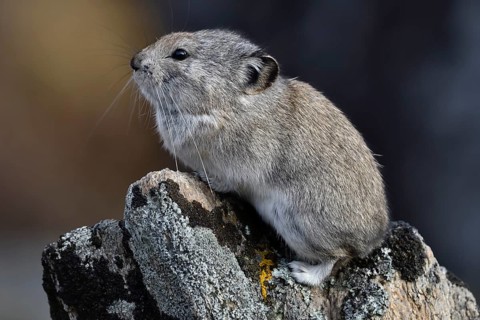 Collared pika (Ochotona collaris)