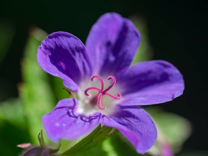 Wood cranesbill (Geranium sylvaticum)