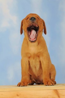 Labrador Retriever