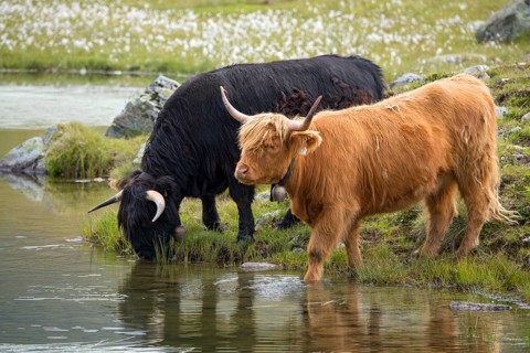 Scottish Highland cattle on the alpine pasture
