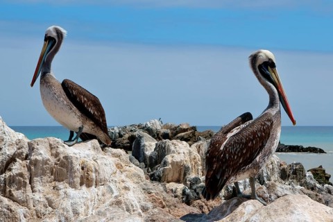 Peruvian Pelicans (Pelecanus thagus) on rocks
