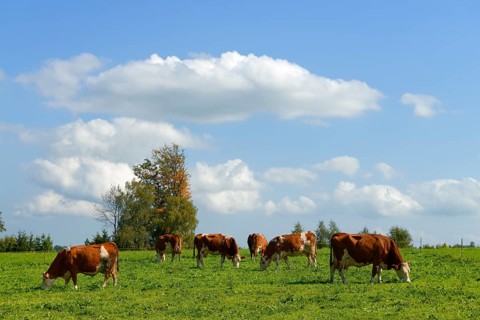 Cows on the pasture