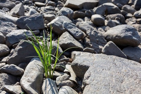 Single tuft grass between stones
