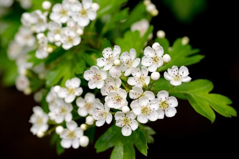 Hawthorn (Crataegus)