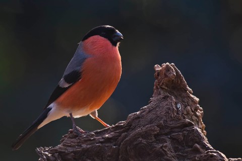 Eurasian bullfinch (Pyrrhula pyrrhula)