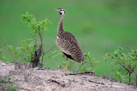 Black-bellied bustard (Lissotis melanogaster)