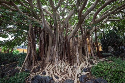 Roots