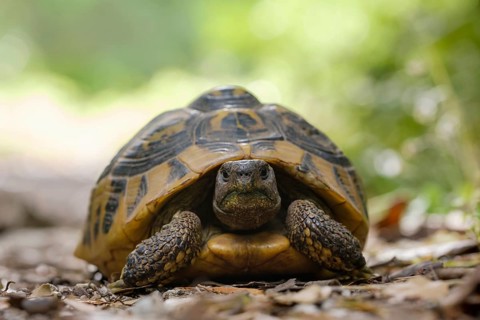 Hermann's tortoise (Testudo hermanni) on forest soil