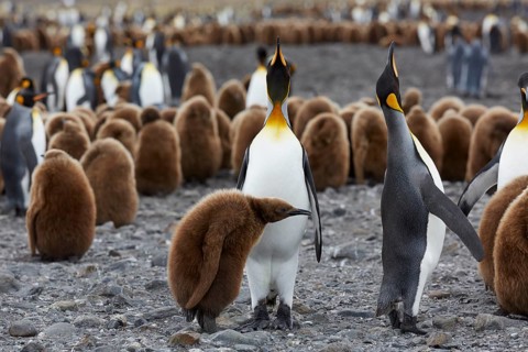 King penguins (Aptenodytes patagonicus)
