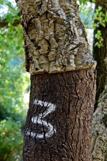 Partially peeled Cork oak (Quercus suber) with year indication of the last peeling