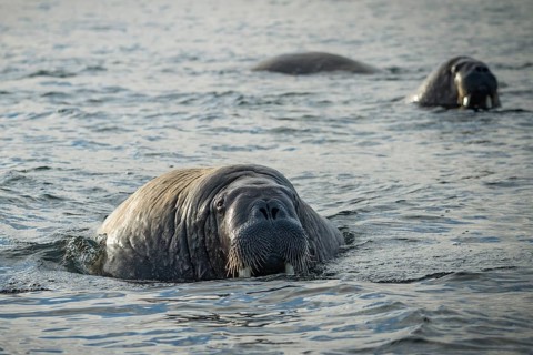 Walruses (Odobenus rosmarus)
