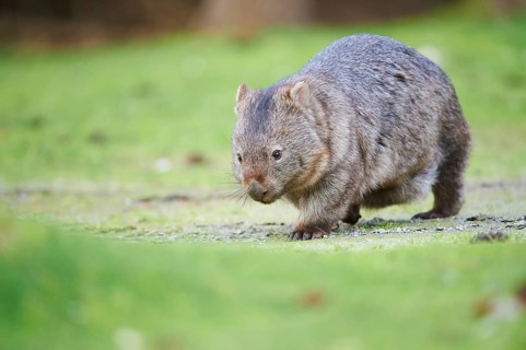 Common wombat (Vombatus ursinus) on a meadow
