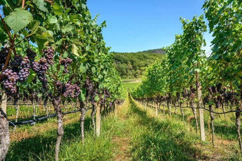 Blue grapes