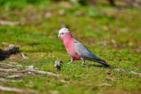 Galah (Eolophus roseicapilla) walking on meadow