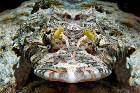 Tentacled flathead (Papilloculiceps longiceps)