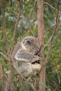 Koala (Phascolarctos cinereus) adult animal sleeping in a Eucalyptus tree