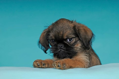 Brussels Griffon